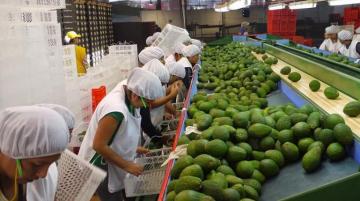 Países Bajos, Estados Unidos, España y Chile concentraron el 68% del volumen de palta fresca despachada por Perú en 2021