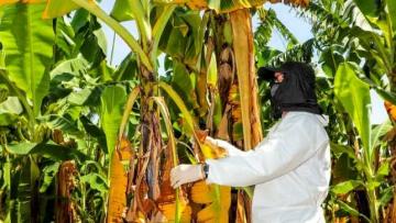 Países de la Comunidad Andina coordinan acciones de prevención conjunta para evitar dispersión de Fusarium Raza 4 Tropical