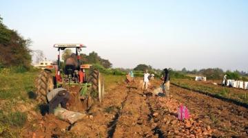 Pallar, ají páprika y frijol son los productos agrícolas con mayor intención de siembra en Ica