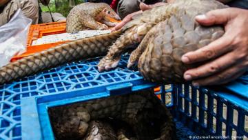 Pandemias pueden surgir por nuestro comportamiento con los animales