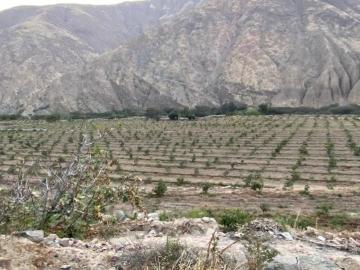 Pequeños productores a lo largo del país se han sumado a la cadena agroexportadora