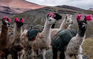 Perú se une al gigante tecnológico tencent para promocionar la alpaca, quinua, chía, papas nativas y el turismo en china