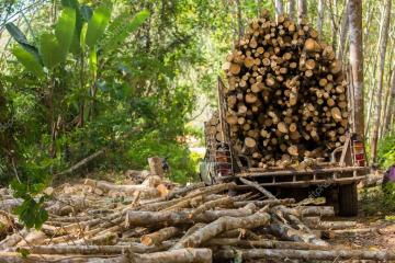 Perú tiene más de 6 millones de hectáreas en concesiones forestales maderables vigentes