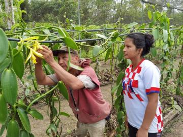 Perú y México intercambiaron saberes para establecer una hoja de ruta para la vainilla peruana