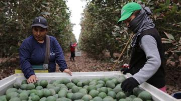 Pobre agricultura o agricultura pobre