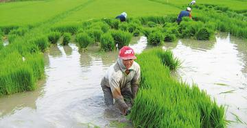 Pondrán en marcha el Proyecto Arroz en San Martín