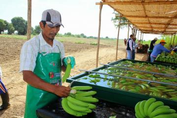 Precios de la banana están cayendo en picado y los agricultores están sufriendo