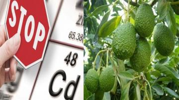 Presencia de cadmio en la palta Hass peruana es una preocupación 
