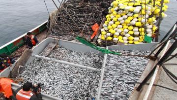 Primera temporada de anchoveta generará divisas por US$ 1.800 millones