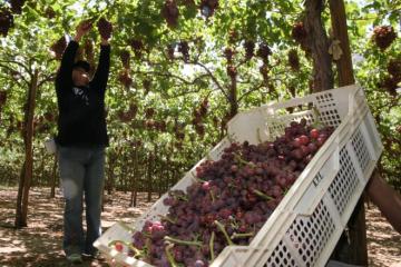 Producción agrícola de la región Ica cayó 0.9% entre enero y septiembre de 2020