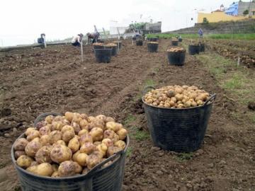 Producción agropecuaria creció 0.57 % en abril de este año