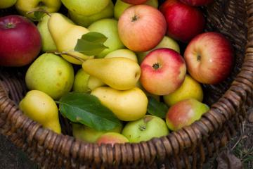 Producción de manzanas del hemisferio sur alcanzarían las 5.1 millones de toneladas este año, lo que representaría un incremento de 6%