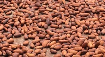 Producción mundial de cacao alcanzaría los 5.141 millones de toneladas en la campaña 2020/2021