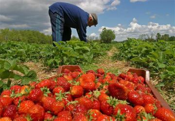 Producción nacional agropecuaria se contrajo en 1.86% en marzo de 2021