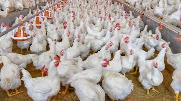 Producción nacional avícola cayó 2% en 2020