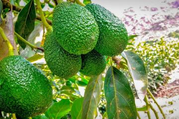 Producción nacional de palta aumentó 39.6% en agosto del presente año