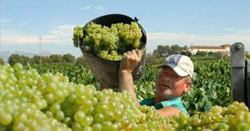 Producción nacional de uva aumentó 9.9% en noviembre 2021