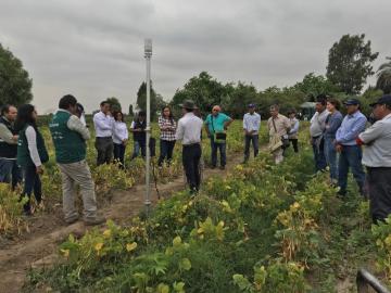 Productividad de algodoneros de Pisco y Lambayeque aumentó 70% a través del proyecto digital 