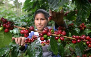 Productores cafetaleros siguen arrastrando problemas generados por la roya