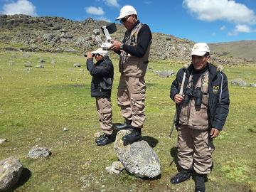 Productores combaten caza furtiva de vicuñas con drones