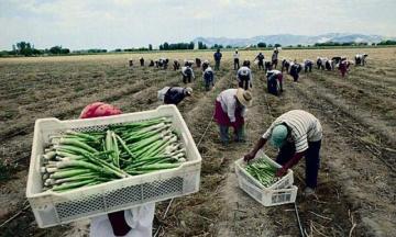 Productores de espárragos preparados para cumplir con requisitos fitosanitarios de exportación