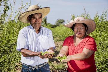 Productores de Lambayeque vendieron más de 40 toneladas de frijol de palo durante la cuarentena