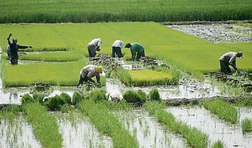 Productores piden eliminar topes a la franja de precios