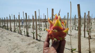 Proyecto Terra instalará en Chiclayo la primera planta para el procesamiento exclusivo de Pitahaya en Latinoamérica