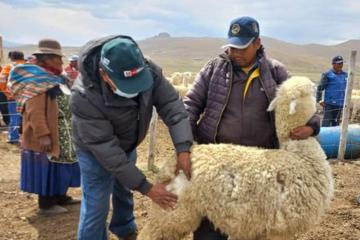 Puno: capacitan a productores de Mañazo para mejorar calidad genética de alpacas