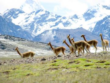 Puno: Inauguran primera planta procesadora de fibra de vicuña a nivel nacional