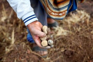 Refuerzo de políticas, investigación, ecosistemas para innovación y mercados, claves para afianzar papel de la bioeconomía en la transformación de sistemas alimentarios