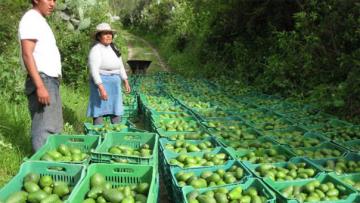 Regiones de la sierra se siguen sumando a la agroexportación