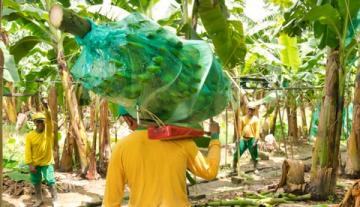 República Dominicana suspende importación de banano procedente de Perú y Colombia