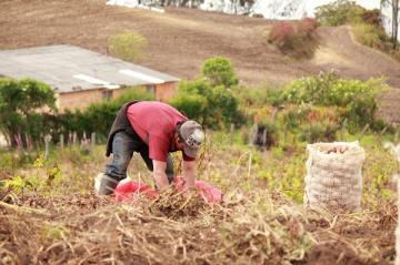 Royal DSM busca asociarse con agricultores en proyecto que combate la desnutrición en América Latina