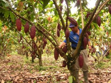 San Martín es la segunda región con mayor crecimiento del PBI agrícola en el primer semestre de 2020