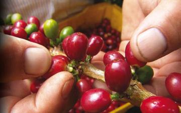 San Martín: Escuelas de Campo capacitarán a cientos de agricultores para producir alimentos inocuos