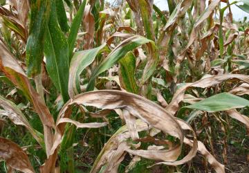 San Martín: impulsan el cultivo de hortalizas y maíz amarillo duro en el Bajo Huallaga