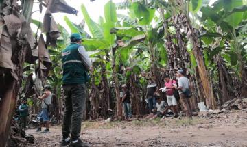 San Martin: Senasa refuerza acciones estratégicas como medida de prevención del Fusarium R4T