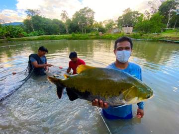 Sanipes exonera del pago para la habilitación sanitaria a centros de cultivo de Puno y de la selva peruana