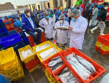 Sanipes verificó la inocuidad de 700 toneladas de especies marinas descargadas y 50 especies para venta