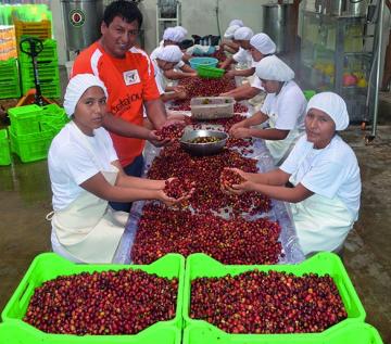 Se viene la Subasta Internacional de Finos Cafés 