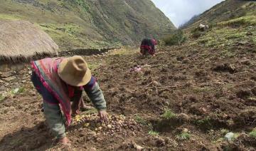 Sector agricultura tendrá el 3.2% del presupuesto total del próximo año