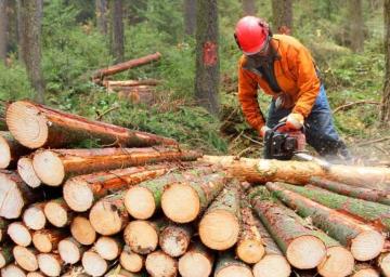 Sector forestal perdió 6.552 empleos en 2020