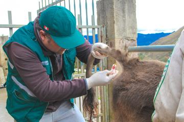 Senasa inició proceso de certificación de hatos libres de Brucelosis y Tuberculosis Bovina