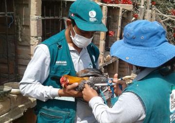 Senasa vacunó a más de 388 mil aves para prevenir la enfermedad de Newcastle