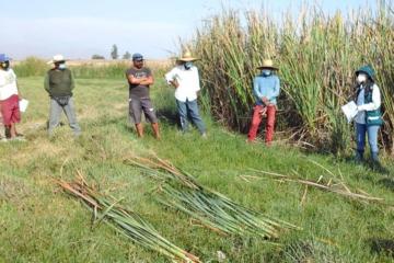 Serfor capacita a productores en manejo y aprovechamiento sostenible de la totora