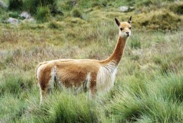 Serfor conforma comité para agenda de investigación forestal y de fauna silvestre