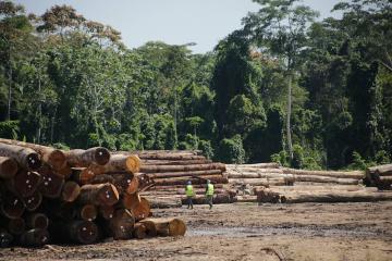 Serfor publica documento que establece mecanismo de trazabilidad de la madera