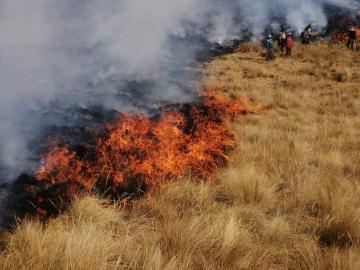 Serfor y cooperación japonesa se unen en proyecto para prevenir incendios forestales en cinco regiones