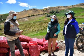 Siembran clones de papa para fritura y horneado en La Libertad